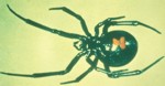 Black Widow Spider - Lactrodectus mactans