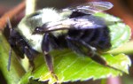 Bumblebee - Bombinae