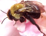 Carpenter Bee - Xylocopa