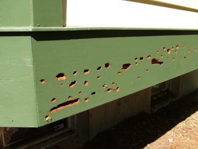 Carpenter Bee and Bird Damage