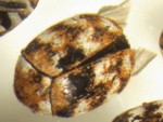 Carpet beetle- Anthrenus verbasci