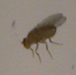 Fruit fly - Drosophila