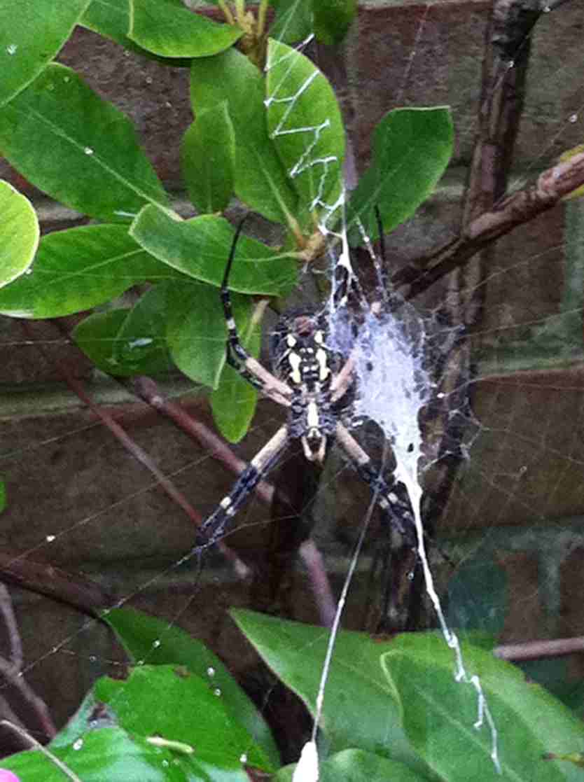 Black and Yellow Garden Spider-Argiope aurantia
