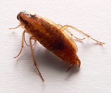 German Cockroach - Blatella germanica 