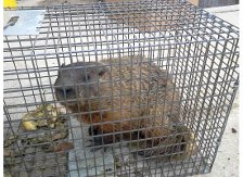 Groundhog Trapped