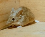 House Mouse - mus domesticus