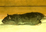 Norway rat - Rattus norvegicus