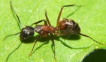 Carpenter Ant-Camponotus