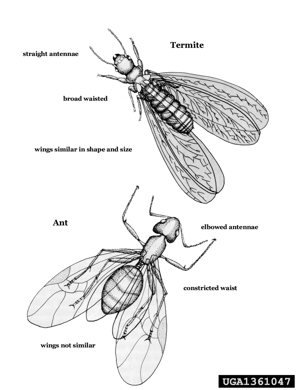 Termite Swarmer vs Winged Ant