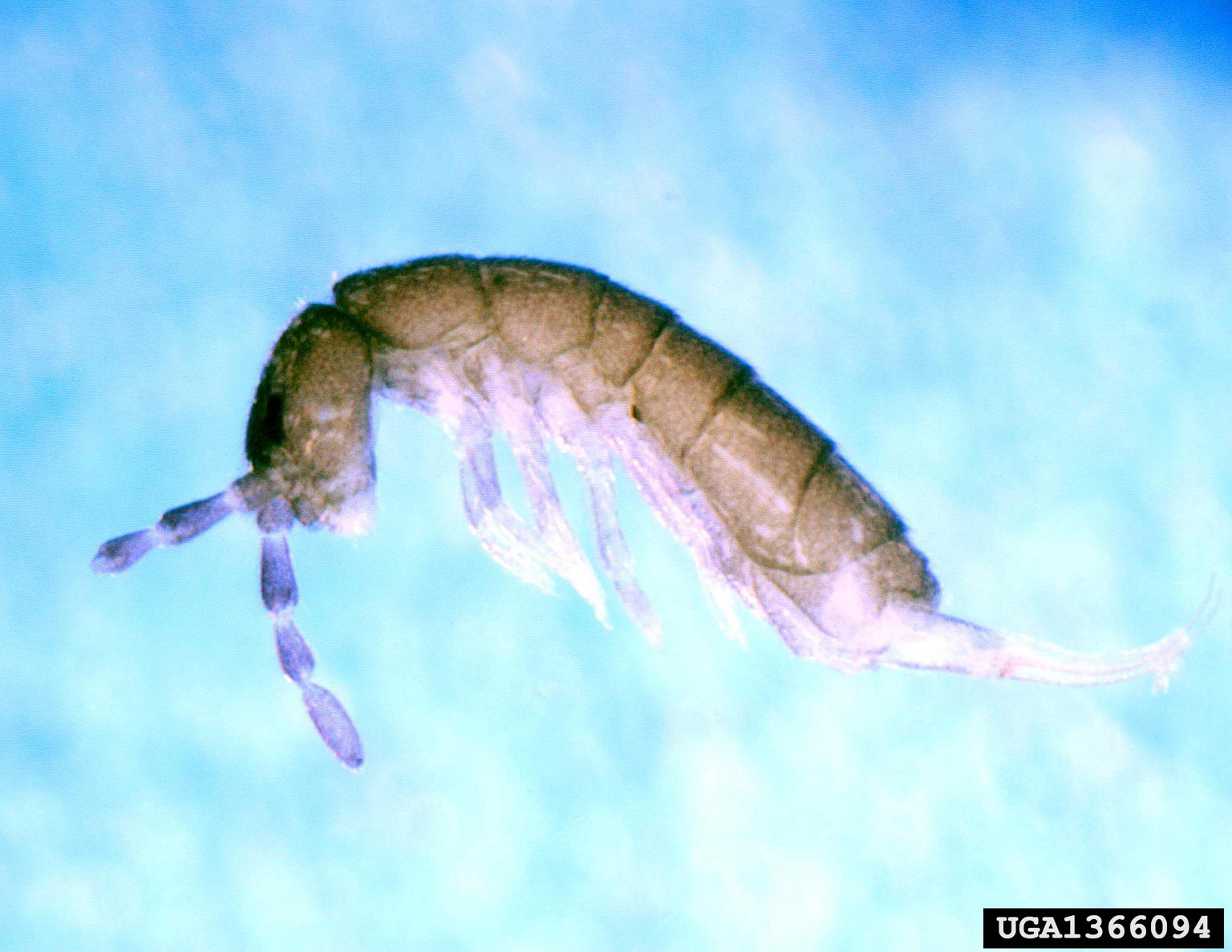 Springtails