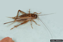 House Cricket - Acheta domesticus 