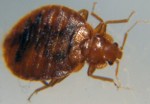 Bed Bug - Cimex lectularius