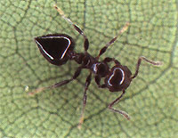 Acrobat Ant - Crematogaster