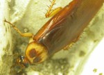 American cockroach - Periplaneta americana