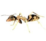 Argentine Ant - Linepthema humile