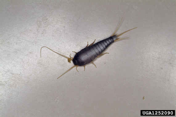 Exterminating Silverfish