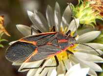 Box elder bugs - Boisea trivittatus