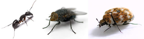 South Jersey Exterminators - We Get Rid of Pests for your Home or Business