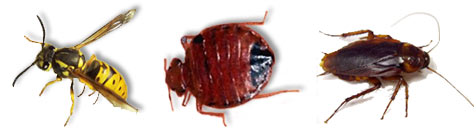 Yellow Jacket, Bed Bug Cockroach