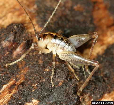 Camel Crickets - Ceuthophilus