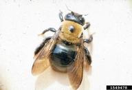 Carpenter Bee