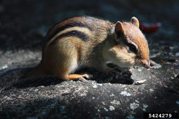 Eastern Chipmunk Tamias Striatus