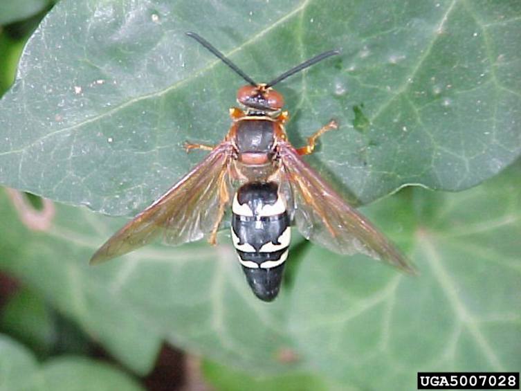 Cicada Killer