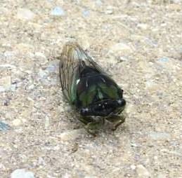 cicada2