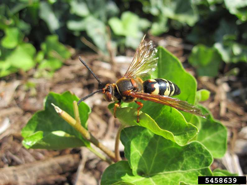Cicada Killer - Sphecius speciousus
