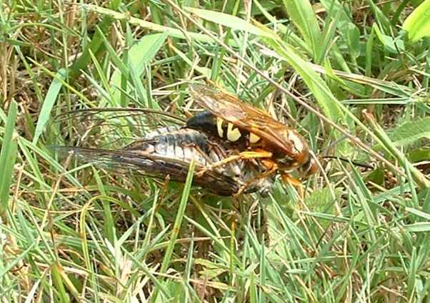 Cicada Killer with Cicada Prey