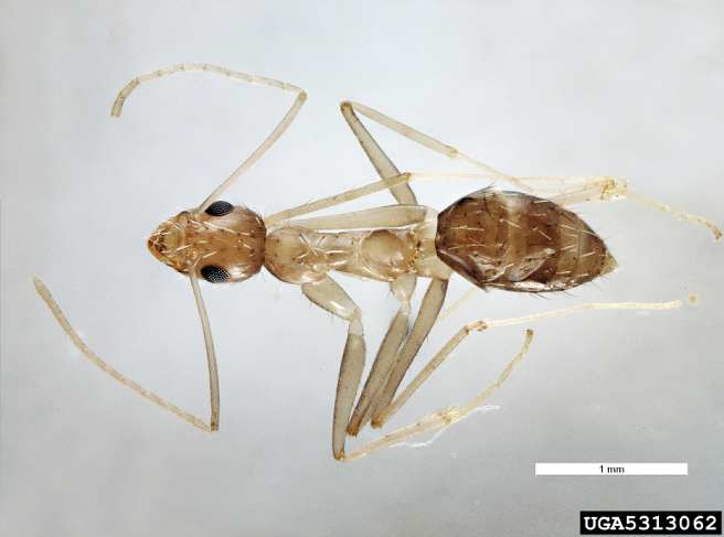 Crazy Ant - Paratrechina longicornis