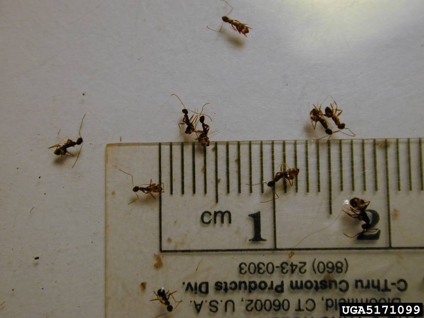 Crazy Ants with ruler