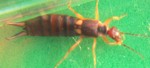 Earwig - Dermaptera