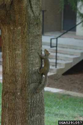 Eastern Grey Squirrel - sciurus carolinensis