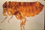 Flea - Siphonaptera