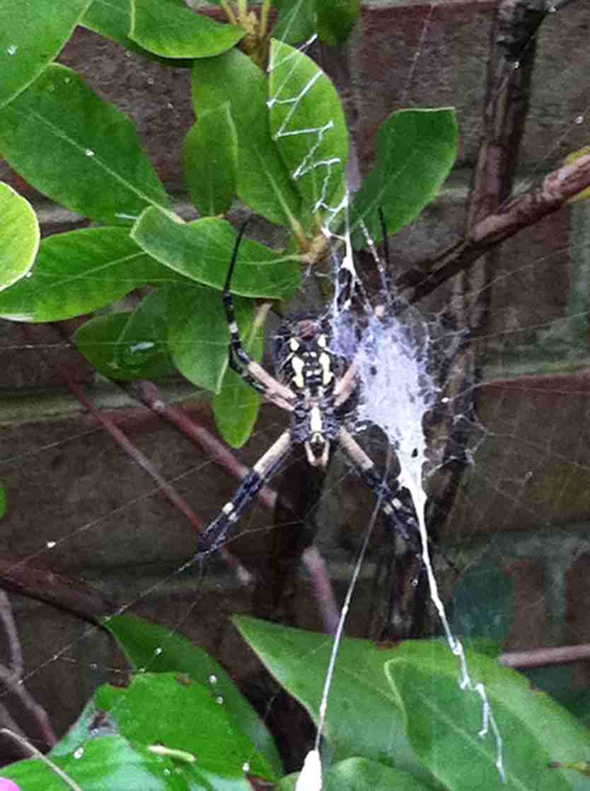 Garden Spider