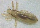 Head Lice