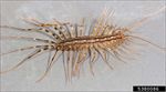House Centipede - Scutigera coleoptrata