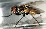House fly - Musca domestica 