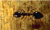 Little Black Ant - Monomorium minimum 