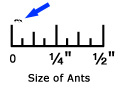 Little Black Ant Ruler