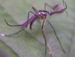 Mosquito - Culex species