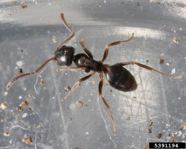 Odorous House Ant - Tapinoma sessile