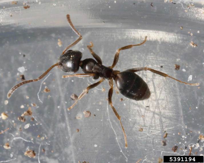 Odorous House Ant