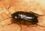 Oriental cockroach - Blatta orientalis
