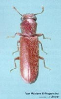 Powderpost beetle - Lyctus brunneus