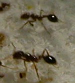 Red Fire Ant - Solenopsis invicta