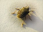 Stink Bug - Halyomorpha halys