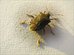 stinkbug