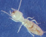 Subterranean Termite - Rhinotermitidae